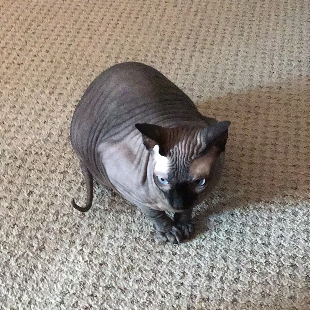 Meet your Posher, Michelle